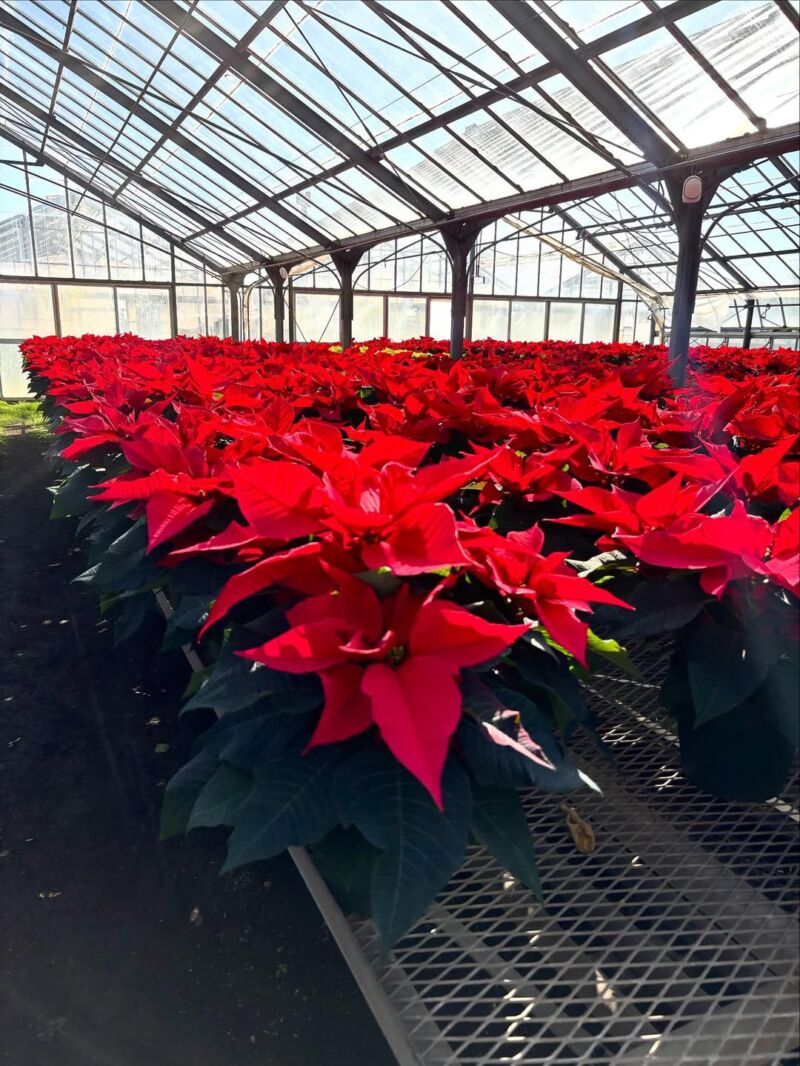 Image for the Tweet beginning: 昨日は所沢でユーストークミーティング✨
（後日、動画アップアップ)
所沢→入間市→狭山市へ‼️

入間市宮寺で、長きに渡り看板を立ててくださっていた
栗原商店さんへご挨拶☺️
本当にありがとうございます。

今年もポインセチアを求めて。
入間のポインセチア🎄NHKにも紹介されたことがあります… 