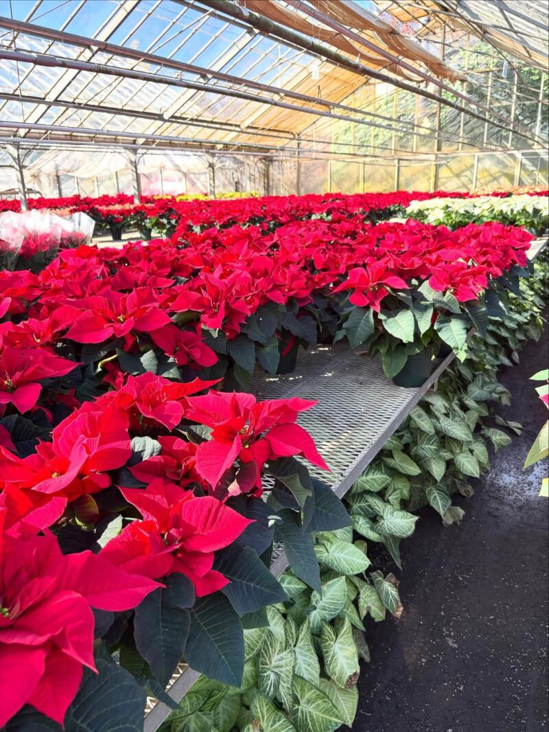 Image for the Tweet beginning: 昨日は所沢でユーストークミーティング✨
（後日、動画アップアップ)
所沢→入間市→狭山市へ‼️

入間市宮寺で、長きに渡り看板を立ててくださっていた
栗原商店さんへご挨拶☺️
本当にありがとうございます。

今年もポインセチアを求めて。
入間のポインセチア🎄NHKにも紹介されたことがあります… 